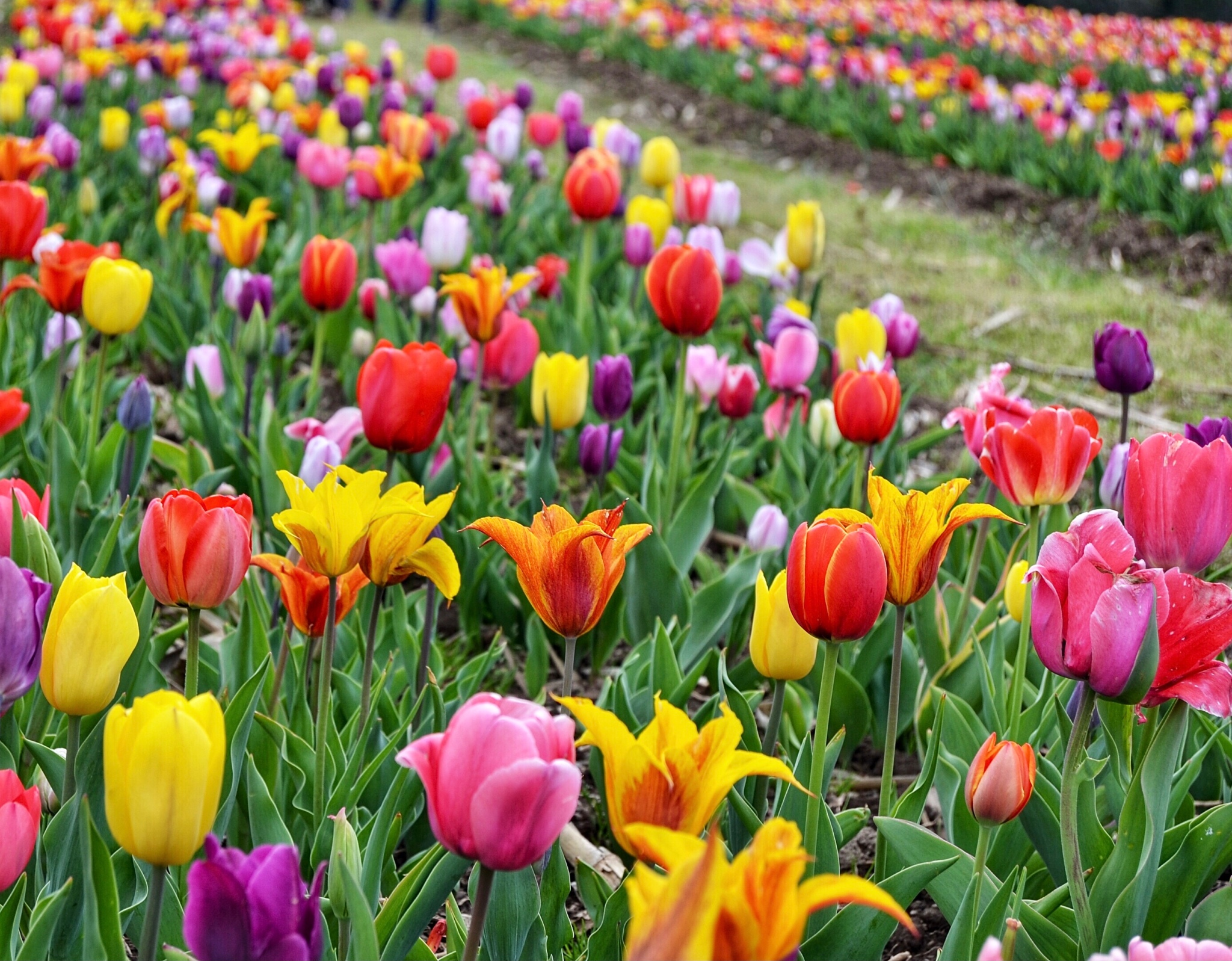 Things To Do In Virginia; Visit A Tulip Farm – Let’s Just Go!