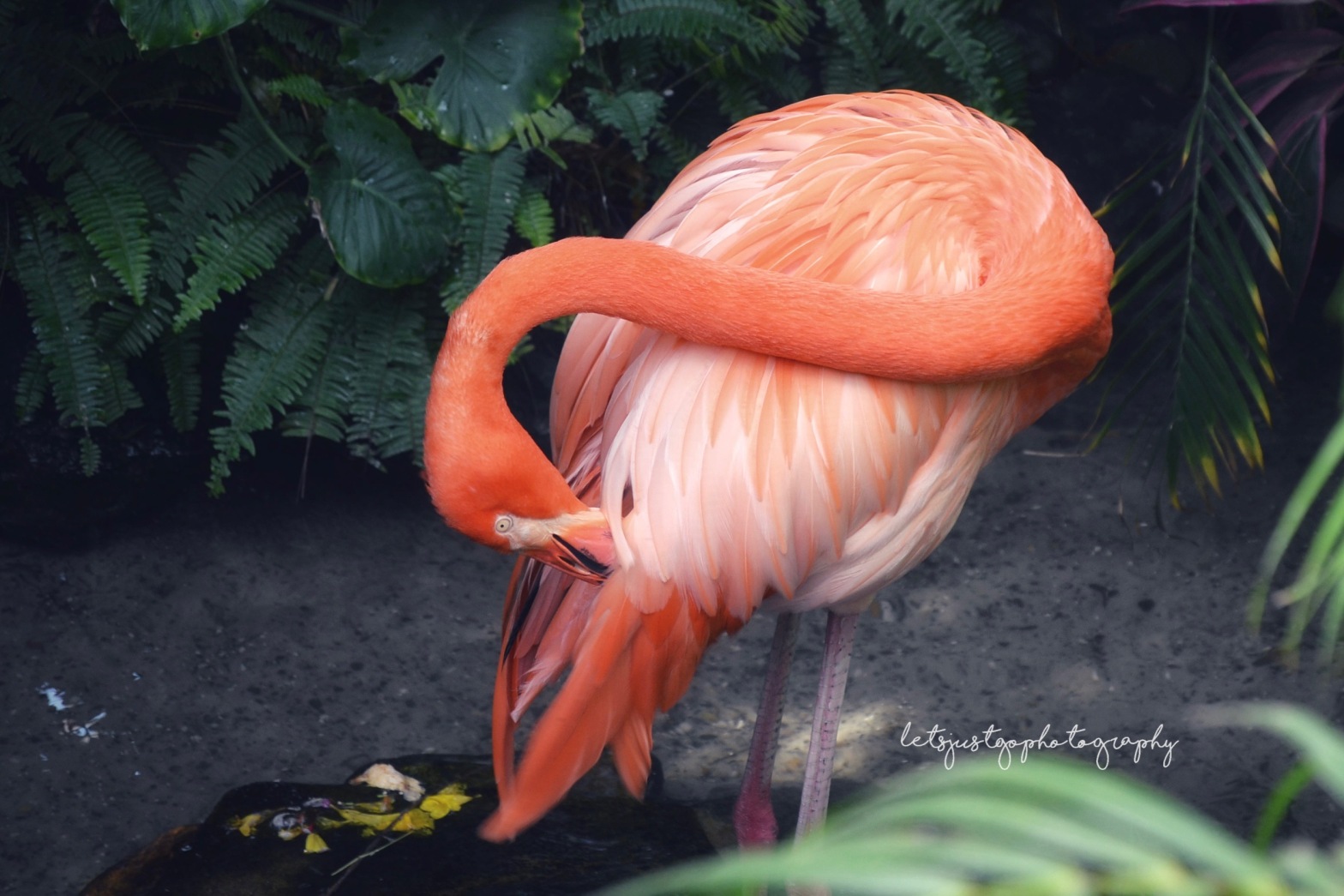 The Beautiful Flamingo